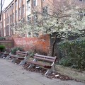 Blossom and benches, St George Street, Leicester