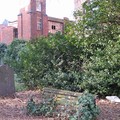 Rotting graveyard bench covered in ivy, St George's Church, Leicester, 06 March 2004
