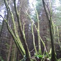 Moss-covered tree branches is a forest clearing, Devon at Easter 2004, Chulmleigh, Devon, 10 April 2004