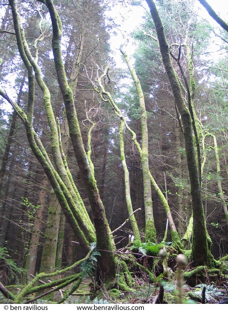 Moss-covered tree branches is a forest clearing: Devon at Easter 2004, Chulmleigh, Devon, 10 April 2004