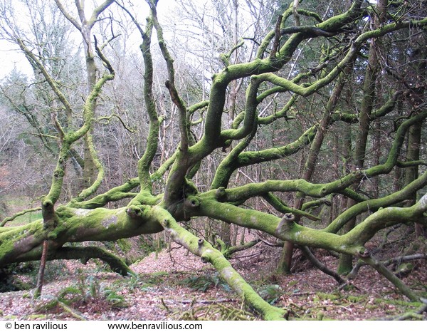 Fallen tree: Devon at Easter 2004, Chulmleigh, Devon, 10 April 2004