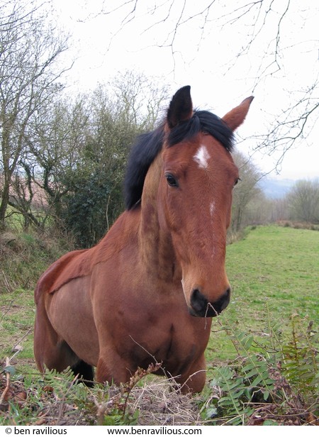 Friendly horse: Devon at Easter 2004, Chulmleigh, Devon, 10 April 2004