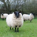 Black faced sheep, Devon at Easter 2004, Chulmleigh, Devon, 10 April 2004
