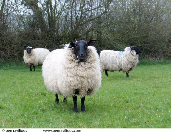 Black faced sheep: Devon at Easter 2004, Chulmleigh, Devon, 10 April 2004