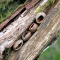 hazelnut shells wedged in a rotten log, Devon at Easter 2004, Chulmleigh, Devon, 11 April 2004
