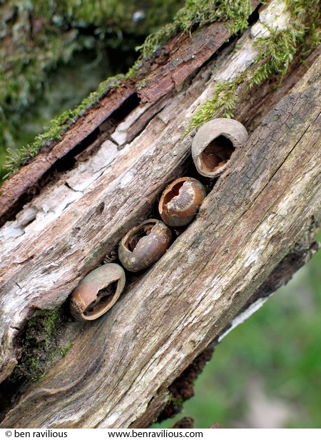 hazelnut shells wedged in a rotten log: Devon at Easter 2004, Chulmleigh, Devon, 11 April 2004