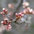 Blackthorn blossom buds, Devon at Easter 2004, Chulmleigh, Devon, 11 April 2004