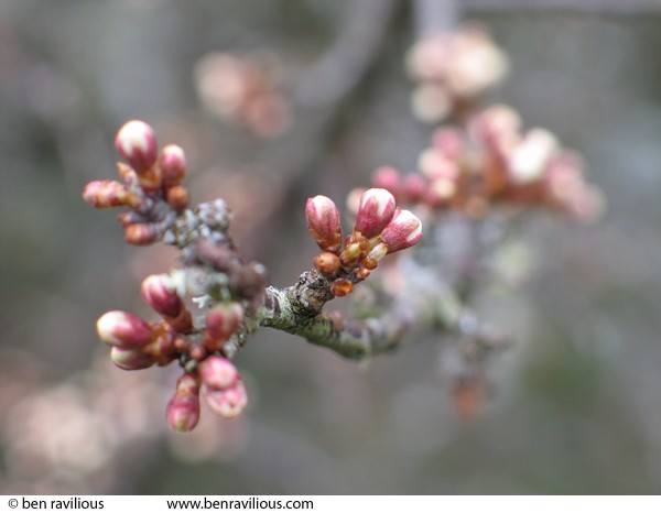 Blackthorn blossom buds: Devon at Easter 2004, Chulmleigh, Devon, 11 April 2004