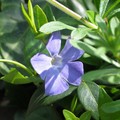 Periwinkle flower, Soar Lane, Leicester, 17 April 2004