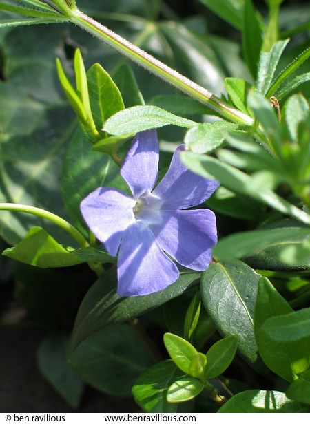 Periwinkle flower: Soar Lane, Leicester, 17 April 2004