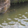 Psychedelic canal reflections, Frog Island, Leicester, 17 April 2004