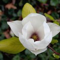 Magnolia(?) flower, Abbey Park, Leicester, 17 April 2004