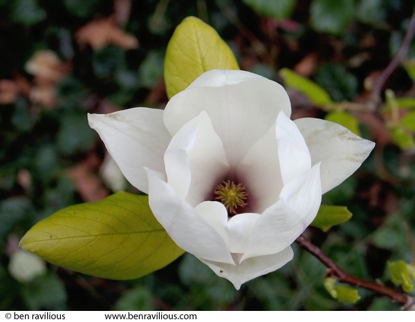 Magnolia(?) flower: Abbey Park, Leicester, 17 April 2004