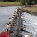 Canada geese on a weir, Abbey Park, Leicester, 17 April 2004