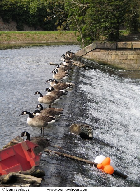 Canada geese on a weir: Abbey Park, Leicester, 17 April 2004