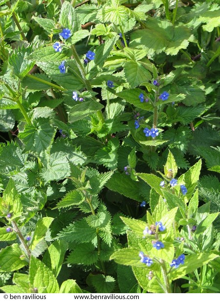Nettles and flowers(?): Abbey Park, Leicester, 17 April 2004