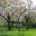 Cherry blossom, Knighton Park, Leicester, 24 April 2004