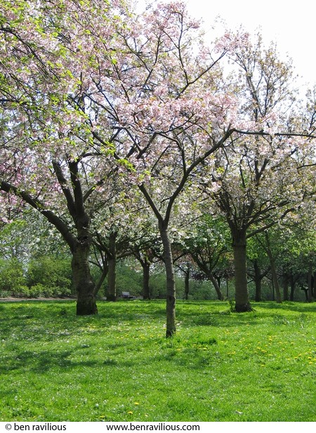 Cherry blossom: Knighton Park, Leicester, 24 April 2004