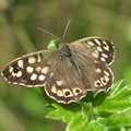 Speckled Wood butterfly, Knighton Spinney, Knighton Park, Leicester, 24 April 2004