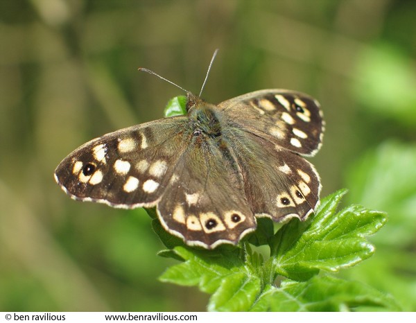 Speckled Wood butterfly: Knighton Spinney, Knighton Park, Leicester, 24 April 2004