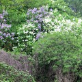 Lilac blossom, Abbey Park, Leicester, 01 May 2004
