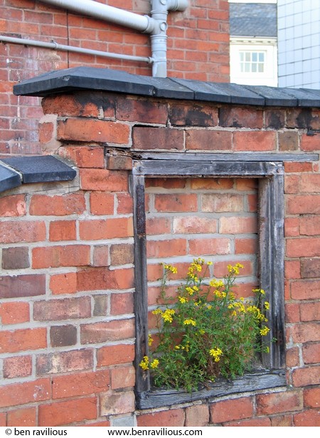 Weeds flowering in a bricked-up window frame: Tower Street, Leicester, 03 May 2004