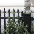 Buddleia on museum railings, Princess Road West, Leicester, 03 May 2004
