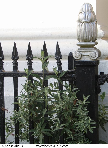 Buddleia on museum railings: Princess Road West, Leicester, 03 May 2004