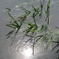 Sun reflected in the River Soar, Sanvey Lane, Aylestone, Leicester, 07 May 2004