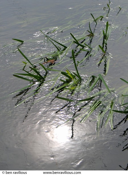 Sun reflected in the River Soar: Sanvey Lane, Aylestone, Leicester, 07 May 2004