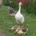 Goose family, Watermead Park, Leicester, 08 May 2004