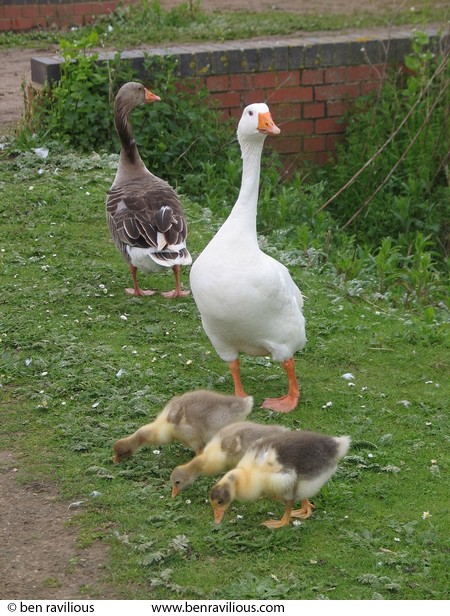 Goose family: Watermead Park, Leicester, 08 May 2004