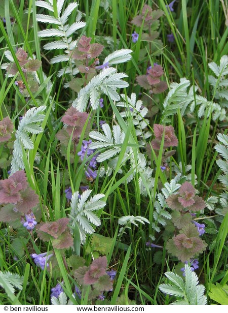Ground Ivy, grass and Silverweed: Watermead Park, Leicester, 08 May 2004