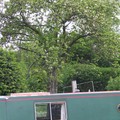 House boat and apple tree, Watermead Park, Leicester, 08 May 2004
