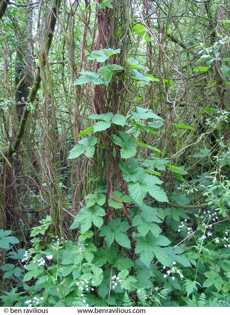 Wild hops: Watermead Park, Leicester, 08 May 2004