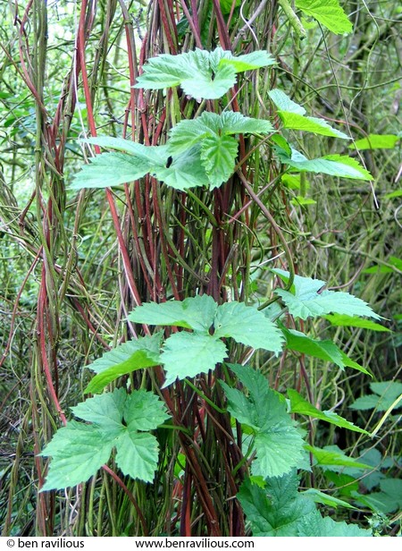 Wild hops: Watermead Park, Leicester, 08 May 2004