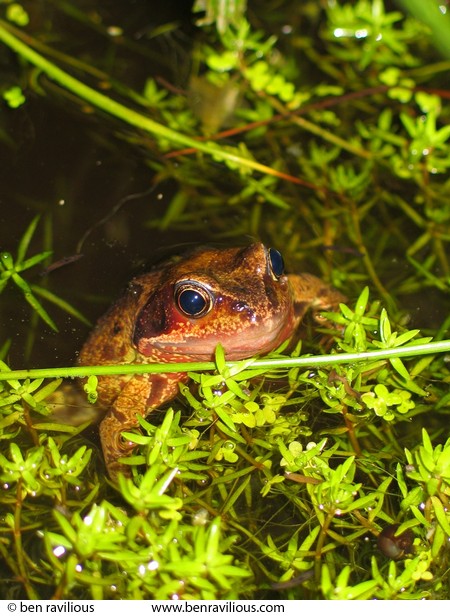 Frog: Alvaston Road, Leicester, 30 May 2004