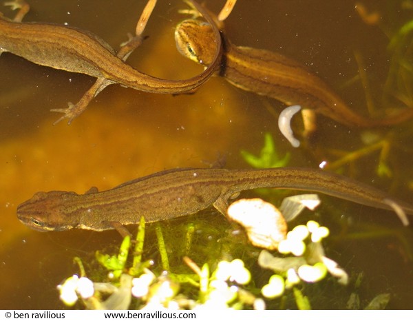 Newts: Alvaston Road, Leicester, 30 May 2004