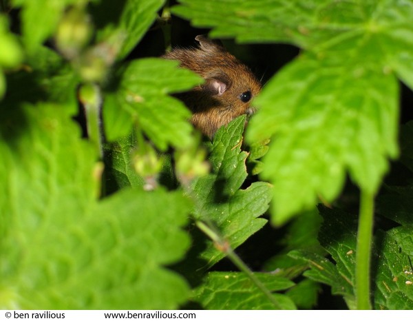 Mouse: Alvaston Road, Leicester, 30 May 2004