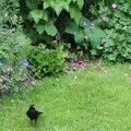 Blackbird on the lawn, New Street, Chulmleigh, Devon, 05 June 2004