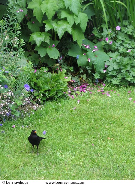 Blackbird on the lawn: New Street, Chulmleigh, Devon, 05 June 2004