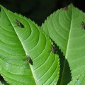 Flies on Himalayan Balsam leaves, Cheldon, Devon, 05 June 2004