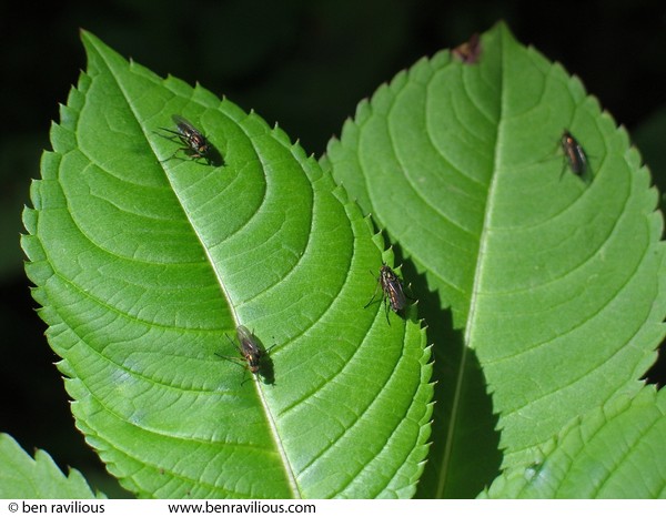 Flies on Himalayan Balsam leaves: Cheldon, Devon, 05 June 2004
