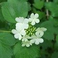 Guelder Rose flowers, Cheldon, Devon, 05 June 2004