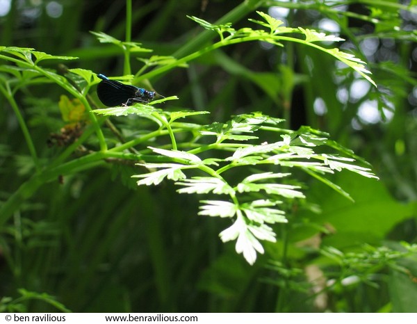 Damsell Fly resting on hemlock water dropwort frond: Cheldon, Devon, 05 June 2004