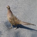 hen pheasant crossing the road, Cheldon, Devon, 05 June 2004