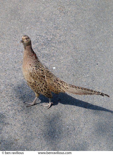hen pheasant crossing the road: Cheldon, Devon, 05 June 2004