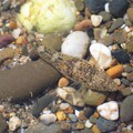 Goby in a rockpool, Saunton Sands, Braunton, Devon, 06 June 2004