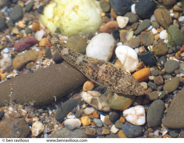 Goby in a rockpool: Saunton Sands, Braunton, Devon, 06 June 2004