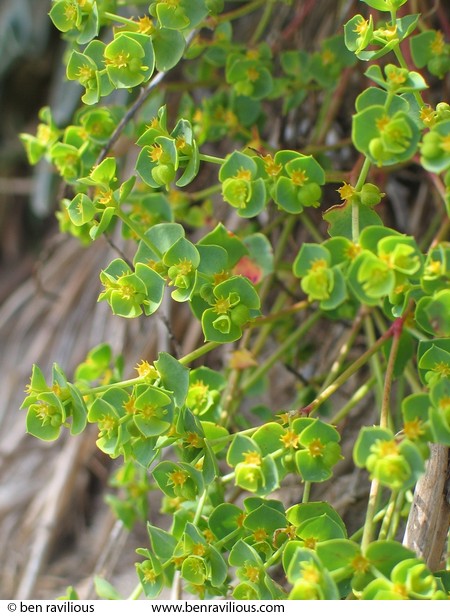 Sea spurge: Saunton Sands, Braunton, Devon, 06 June 2004